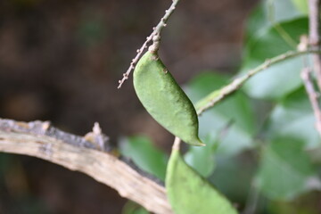 Millettia pinnata fruits. It is a species of tree in the pea family Fabaceae. Its other names  Pongamia pinnata, Indian beech and Pongame oiltree. Oil is extracted from its seeds. Ayurvedic medicine.
