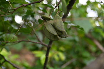 Millettia pinnata fruits. It is a species of tree in the pea family Fabaceae. Its other names ...