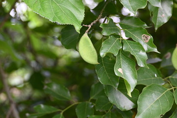 Millettia pinnata fruits. It is a species of tree in the pea family Fabaceae. Its other names  Pongamia pinnata, Indian beech and Pongame oiltree. Oil is extracted from its seeds. Ayurvedic medicine.