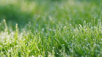 Spring Summer Bright Botany Meadow Grass. Dew Drops On Green Grass. Morning Dew On Green Grass. Pan.