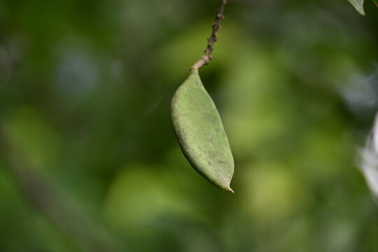 Millettia pinnata fruits. It&nbsp;is a species of tree in the pea family Fabaceae. Its other names  Pongamia&nbsp;pinnata, Indian beech&nbsp;and&nbsp;Pongame oiltree. Oil is extracted from its seeds. Ayurvedic medicine.