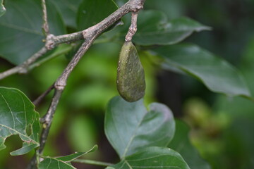 Millettia pinnata fruits. It is a species of tree in the pea family Fabaceae. Its other names  Pongamia pinnata, Indian beech and Pongame oiltree. Oil is extracted from its seeds. Ayurvedic medicine.