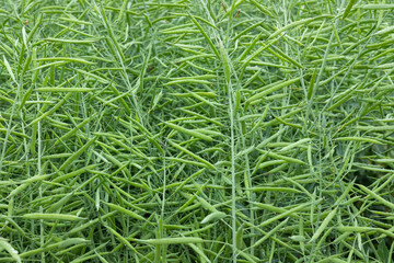 Green rape crops