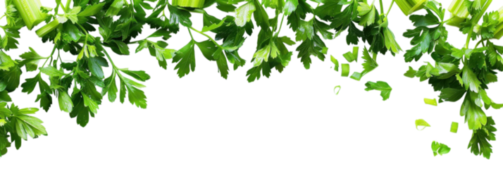Fresh Parsley and Celery: A Culinary Delight