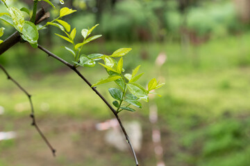 The jujube trees grow new buds in spring