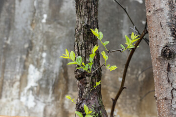 The jujube trees grow new buds in spring