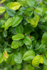 Green begonia leaf plant