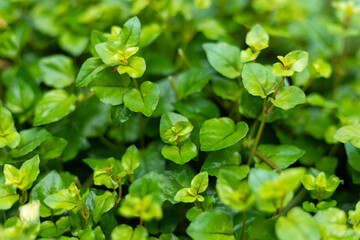 Padang crossing yellow herbal plant