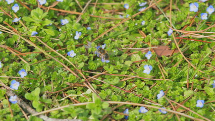 Blooming Flowers Nature Background. Blue Flowers Forget-Me-Nots In The Garden. Myosotis Scorpioides. Close up.