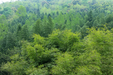 Bamboo forest scenery in Sichuan, China