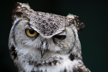 The Great Horned Owl (Bubo virginianus).