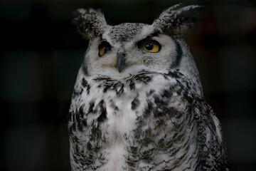 The Great Horned Owl (Bubo virginianus).