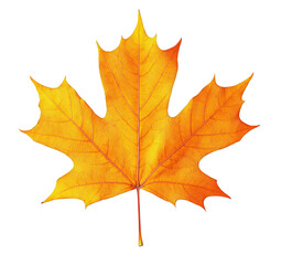 Fototapeta premium autumn maple leaf