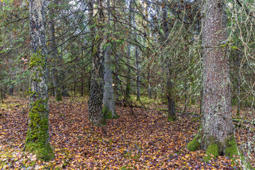 Old growth forest at autumn