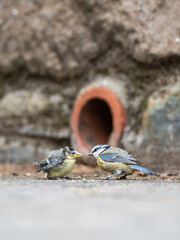Parent Feeding Blue Tit Fledgling That Has Just Left The Nest