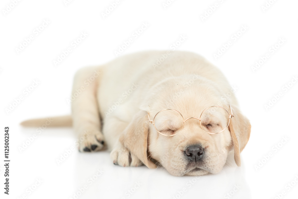 Poster sleeping golden retriever puppy wearing eyeglasses sleeping and lying in front view. isolated on whi