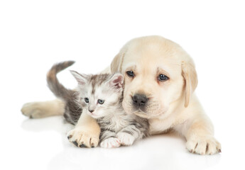 Obraz premium Golden retriever puppy hugs a tiny maine coon kitten and looks at camera. isolated on white background