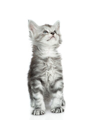 Cute maine coon kitten sitting in front view and looking away and up. isolated on white background