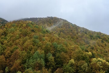 Colorful forest in the Aragonese Pyrenees, Spain