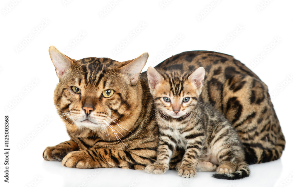 Poster big bengal cat and tiny kitten lying together. isolated on white background