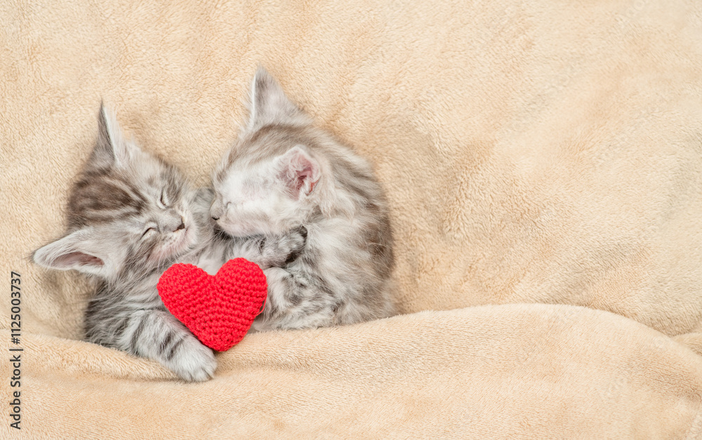 Aufkleber two maine coon kittens sleep on a bed at home with red heart. empty space for text