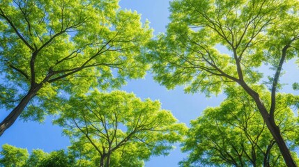 Fototapeta premium Fresh greenery in a park landscape, young leaves and blue sky.