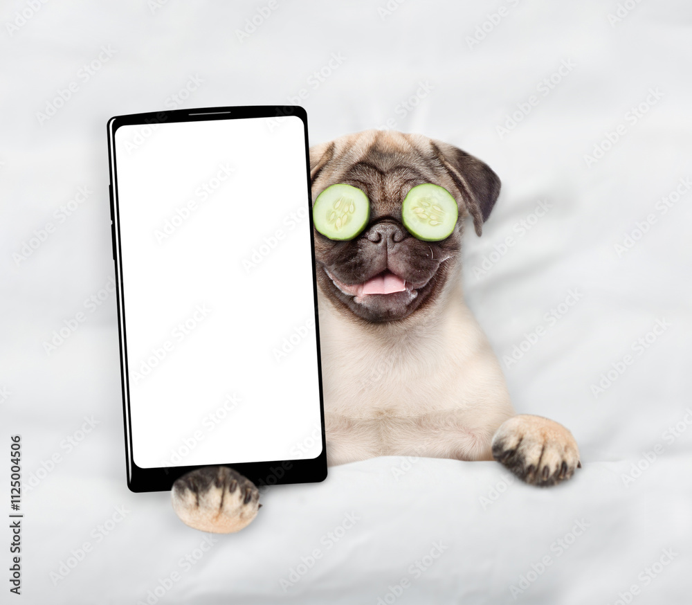Poster Funny Pug puppy with pieces of cucumber on his eyes relaxing on the bed at home and showing big smartphone with white blank screen. Top down view. Empty space for text