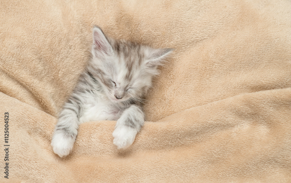 Aufkleber cozy maine coon kitten sleeps under warm blanket on a bed at home. top down view. empty space for te