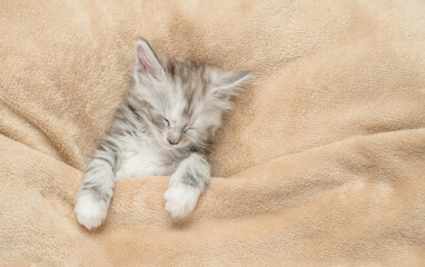 Cozy Maine coon kitten sleeps under warm blanket on a bed at home. Top down view. Empty space for...