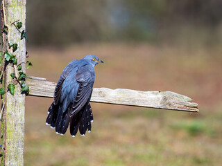 Common cuckoo (Cuculus canorus) perched on a post