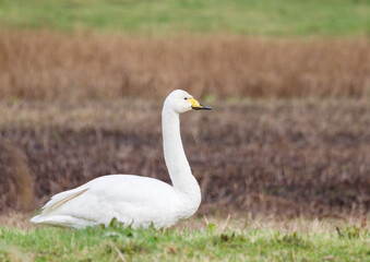 Whooper swan portrait next to a wetland 