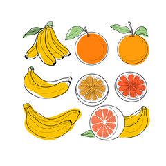 Illustration of bananas and oranges. Collection fruits and sliced grapefruit.  For food designs and packaging. 