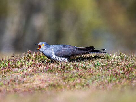 Common cuckoo (Cuculus canorus) on the ground