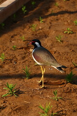 Red Wattled Lapwing, Lapwing,