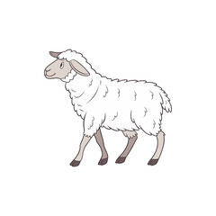 sheep vector art and illustration