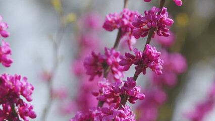 Cercis Siliquastrum Branches With Pink Flowers In Spring. Cercis Is A Tree Or Shrub. Close up.