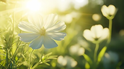 A delicate white flower with sunlight gently illuminating its petals in a serene garden setting.