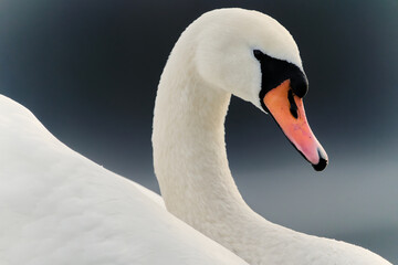 łabędż niemy portret © Klaudia