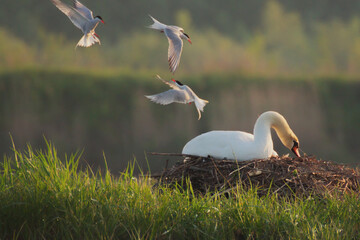 rybitwy nad łabędzim gniazdem