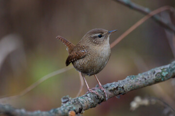 portret strzyżyka  © Klaudia