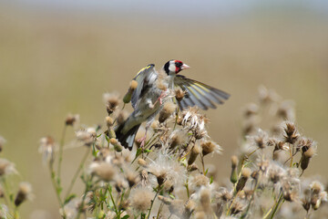 szczygieł w polu © Klaudia
