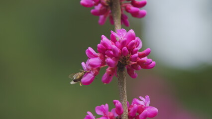 Blossoming Cercis Siliquastrum With Bees. Judas Tree Cercis Siliquastrum Bodnant Flowering. Close up.