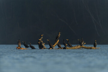 odpoczynek kormoranów © Klaudia