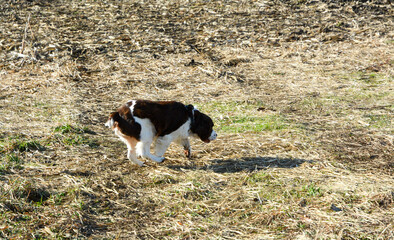 Moxie, our adopted rescue ESS (abused). Thankful for being loved and learning her Springer Spaniel...