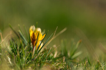 yellow flower