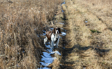 Moxie, our adopted rescue ESS (abused). Thankful for being loved and learning her Springer Spaniel...