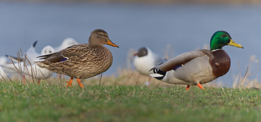 spacer kaczek © Klaudia