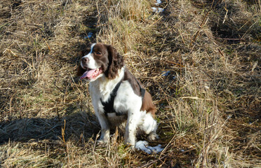 Moxie, our adopted rescue ESS (abused). Thankful for being loved and learning her Springer Spaniel...
