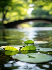 Tranquil Water Scene with Lotus Leaves and Soft Reflections on a Peaceful Day in Nature