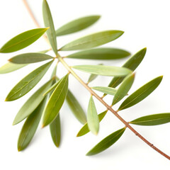 Olive Tree Twig with Fresh Green Leaves Isolated on White Background